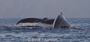 Humpbacvk Whales are back! by Beat J Korner 